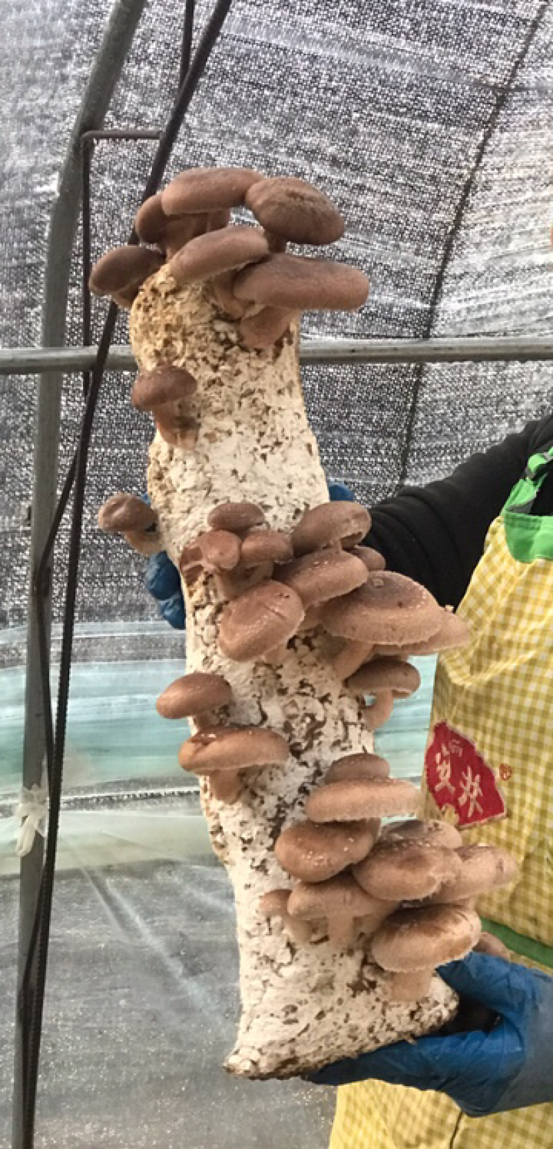 自产自销无公害鲜香菇菌棒北京大兴量大从优