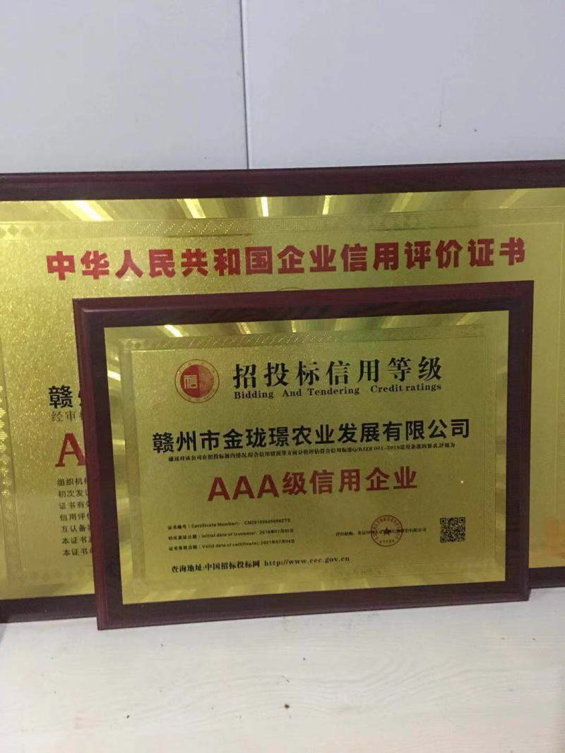 金丝皇菊