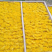 金丝皇菊