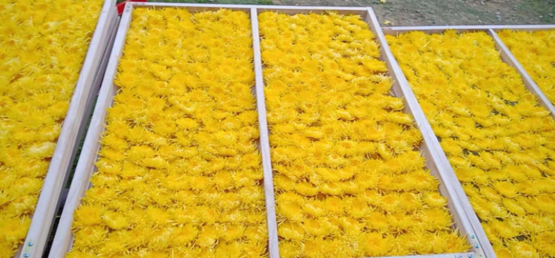 金丝皇菊