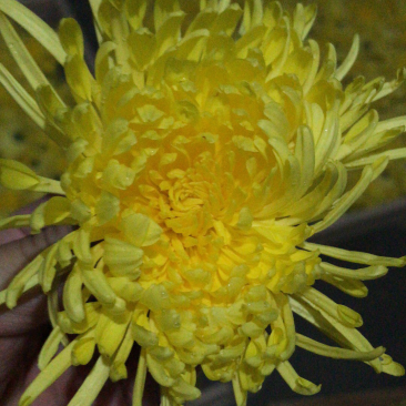 金丝皇菊