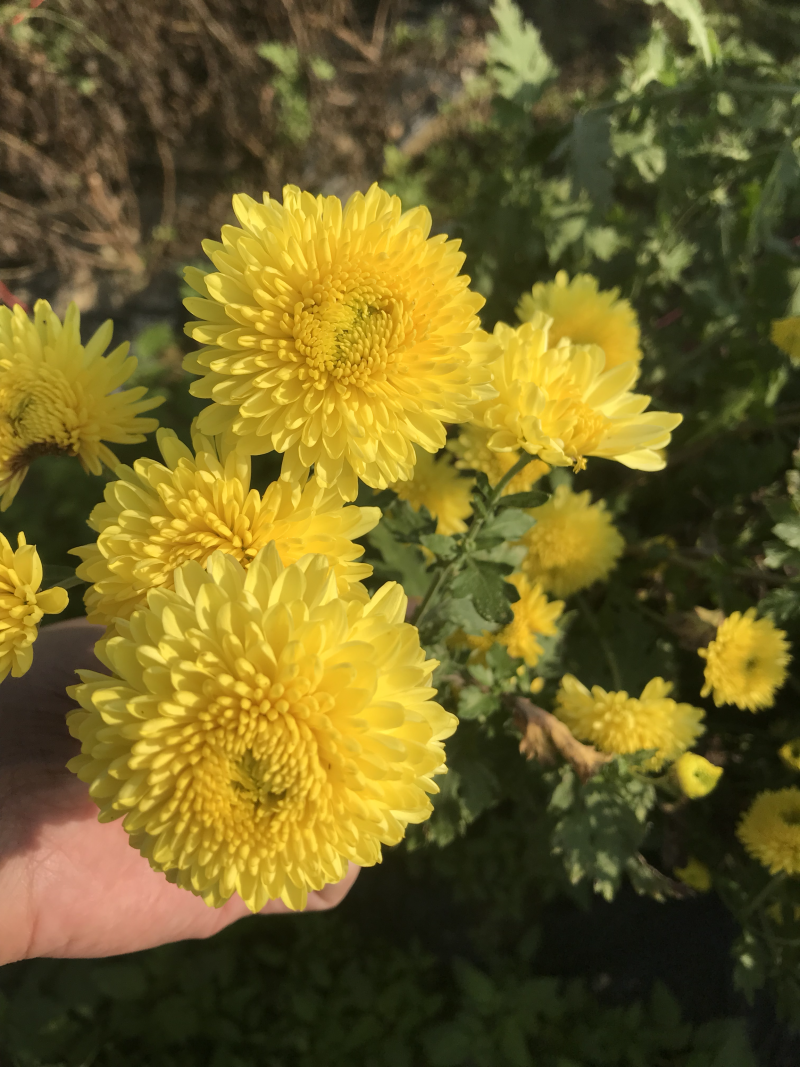 金丝皇菊