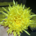 金丝皇菊