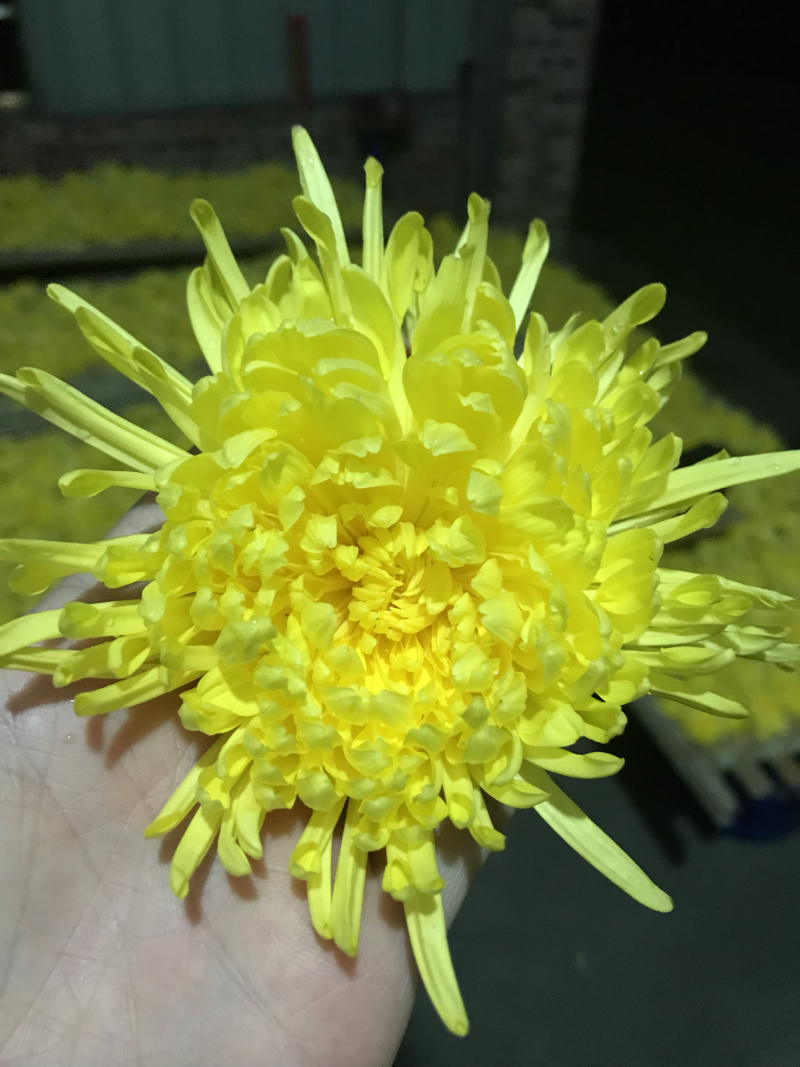 金丝皇菊