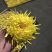 金丝皇菊