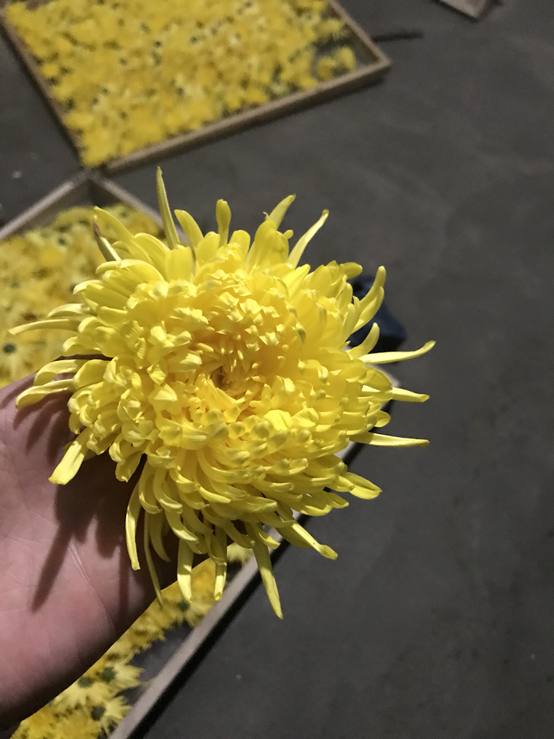 金丝皇菊