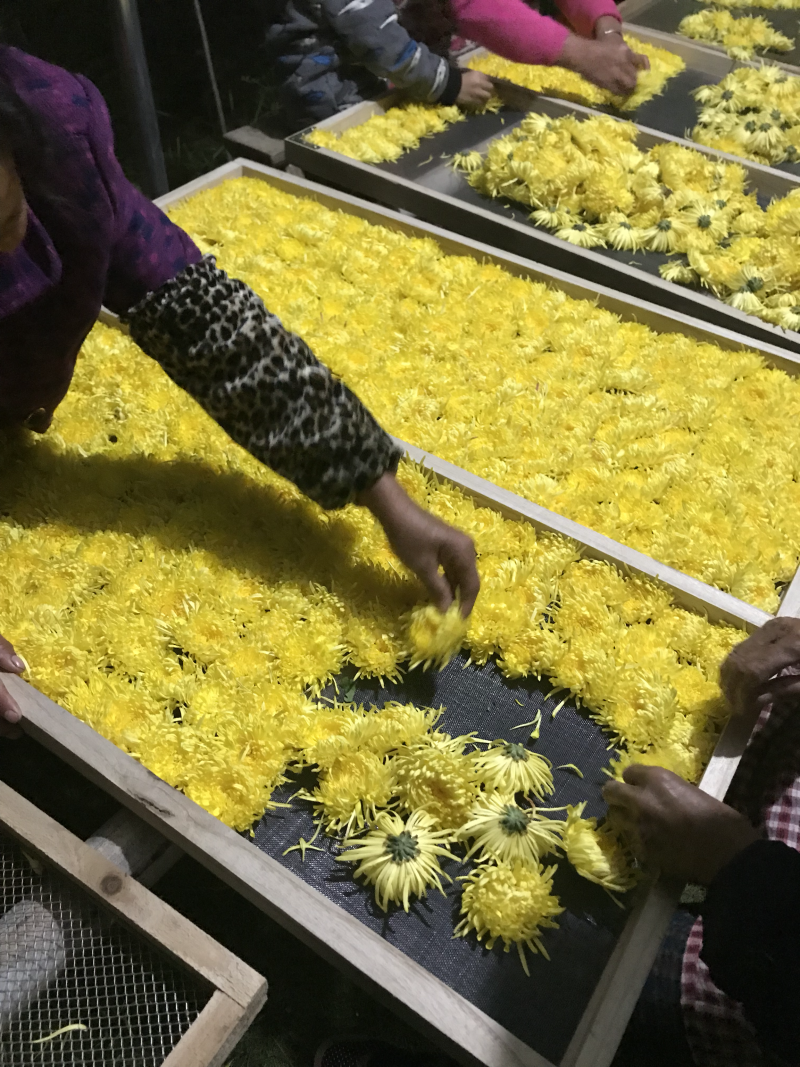 金丝皇菊