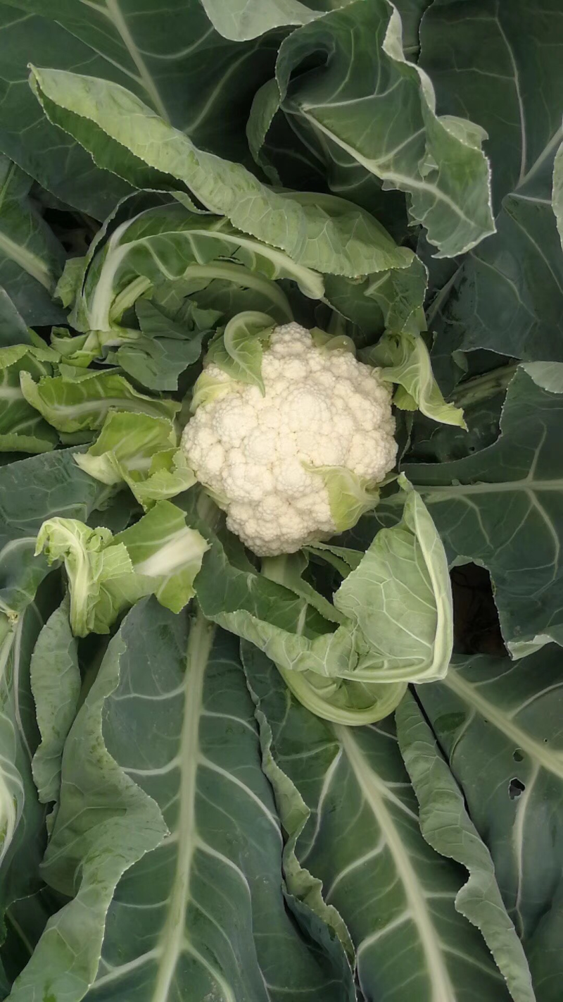 陕西三原精品甘蓝，万亩蔬菜基地，大量现货