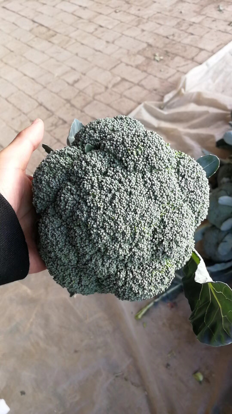 陕西三原精品甘蓝，万亩蔬菜基地，大量现货