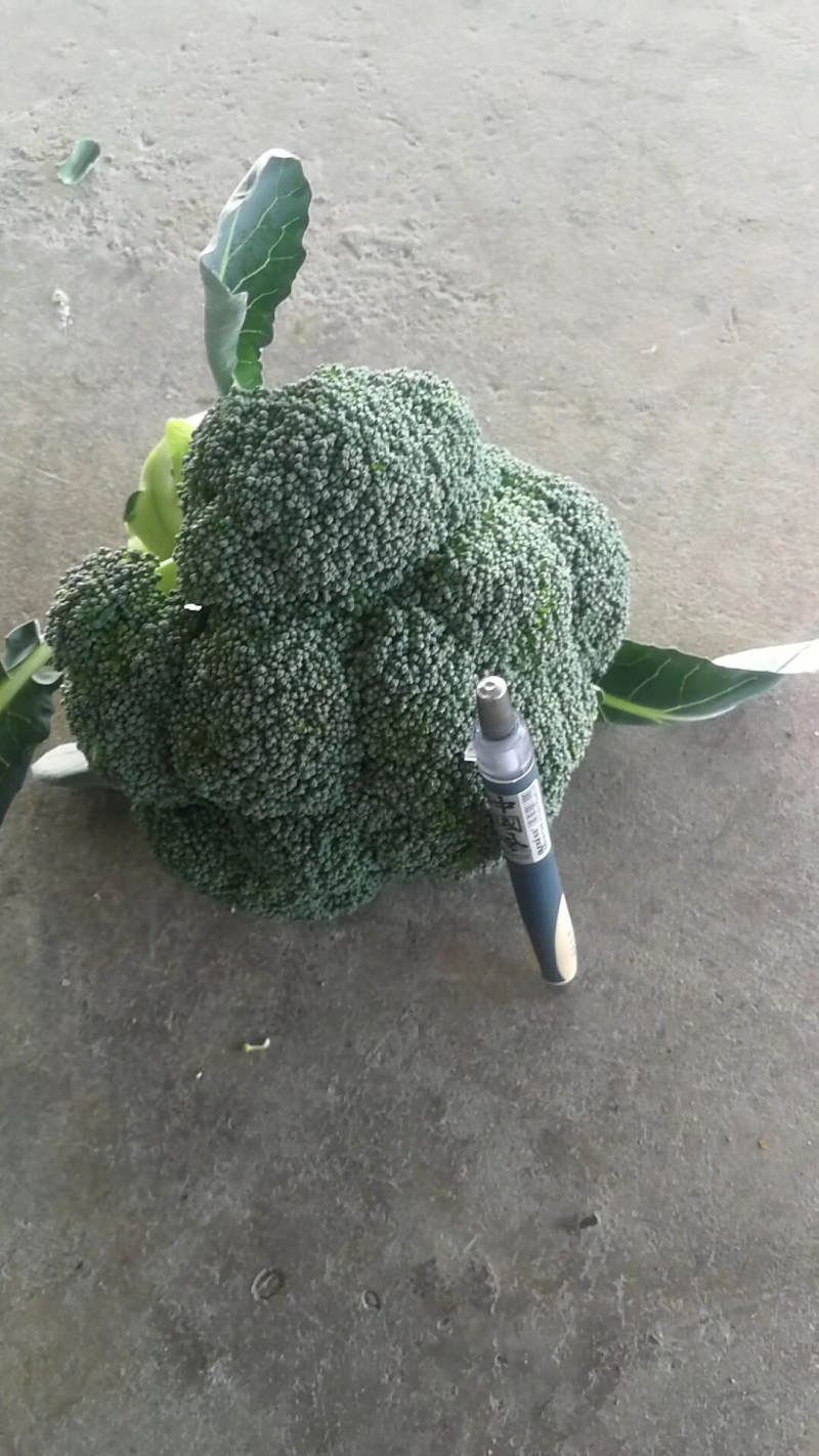 陕西三原精品甘蓝，万亩蔬菜基地，大量现货