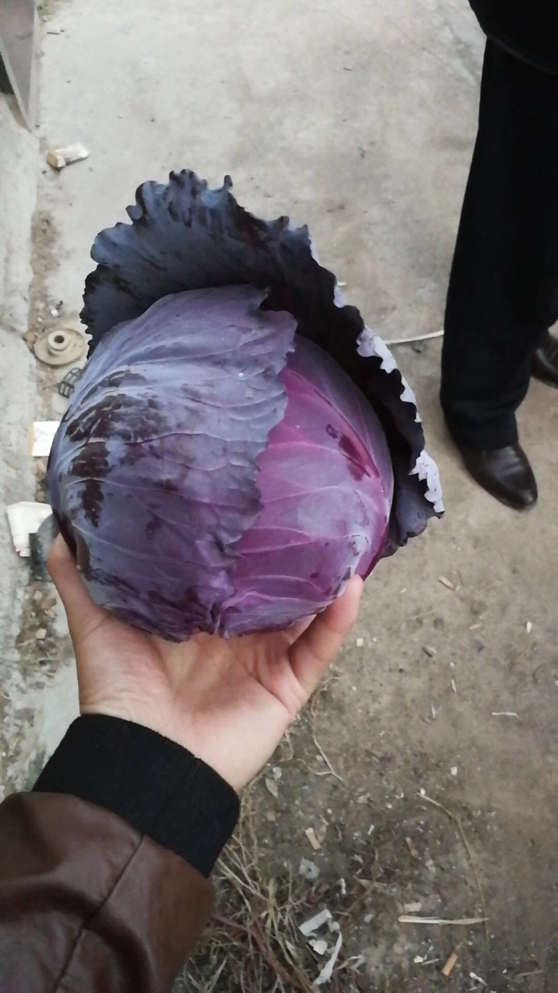 陕西三原精品甘蓝，万亩蔬菜基地，大量现货