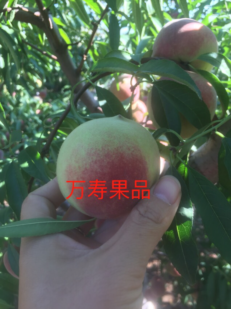冬桃青州蜜桃山东冬雪蜜桃小毛桃五斤包邮