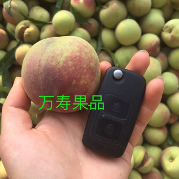 冬桃青州蜜桃山东冬雪蜜桃小毛桃五斤包邮