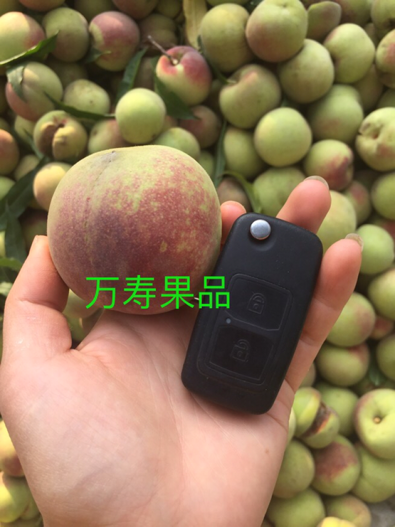 冬桃青州蜜桃山东冬雪蜜桃小毛桃五斤包邮