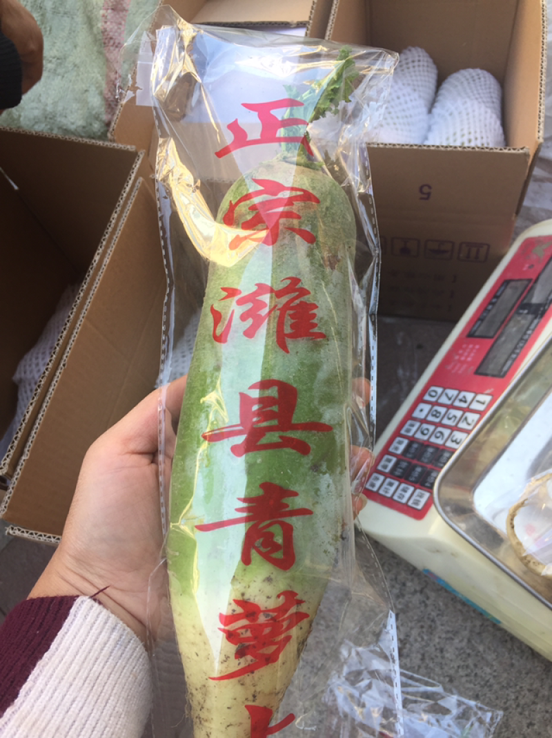 山东潍坊特产潍坊水果萝卜潍县青萝卜五斤包邮
