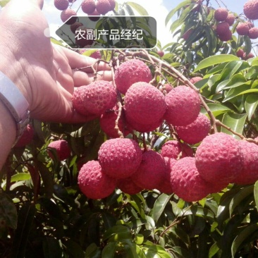 白糖罂荔枝直径2.5cm以上