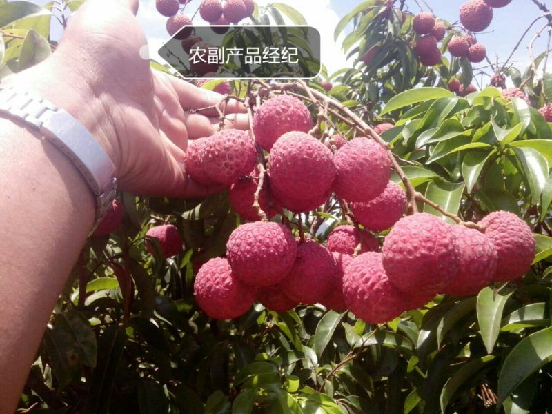 白糖罂荔枝直径2.5cm以上