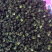 【精品】重庆青麻椒鲜花椒湿花椒色正味麻价格实惠质量保证