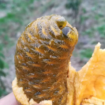 牛卵坨