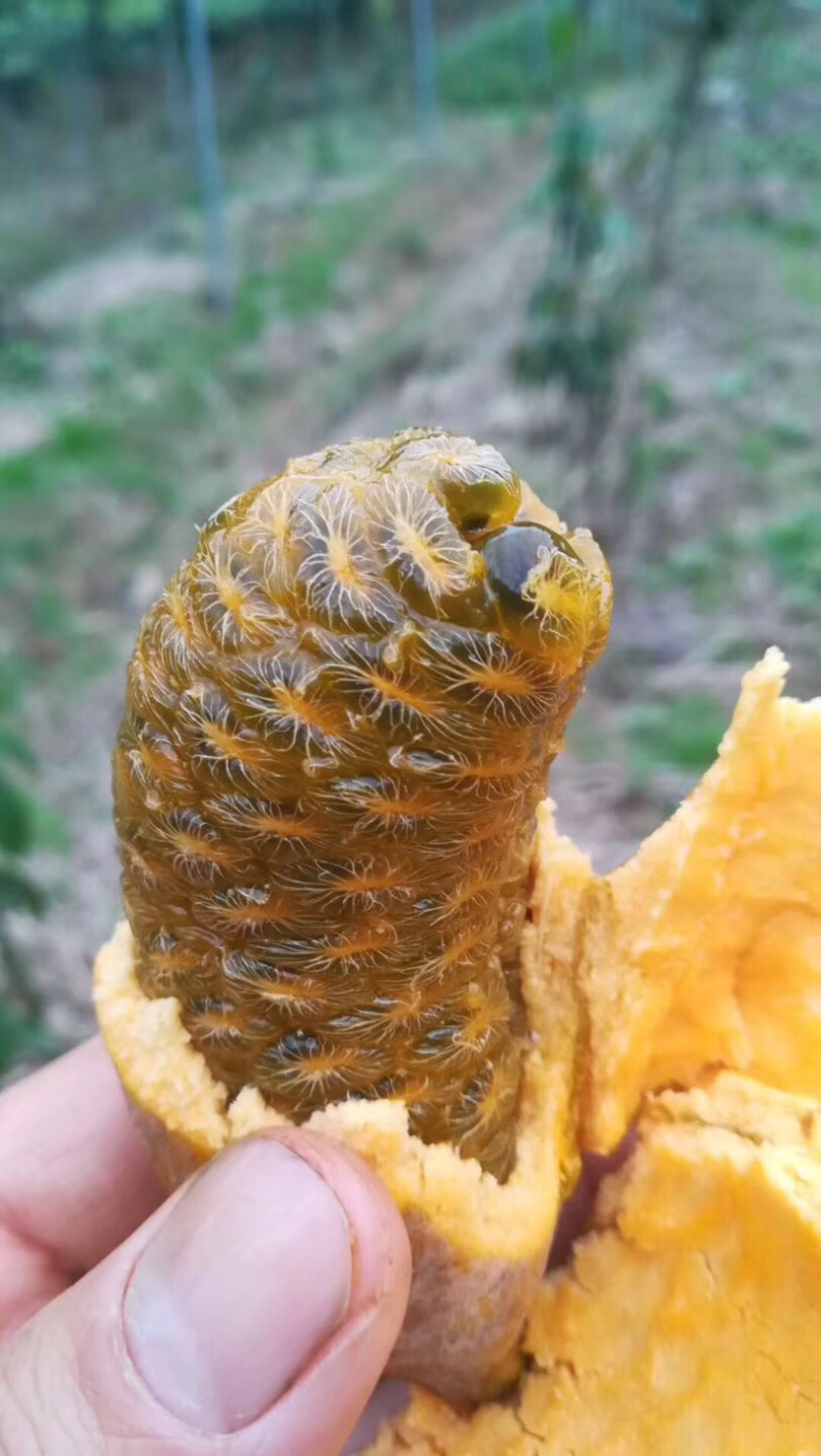 牛卵坨