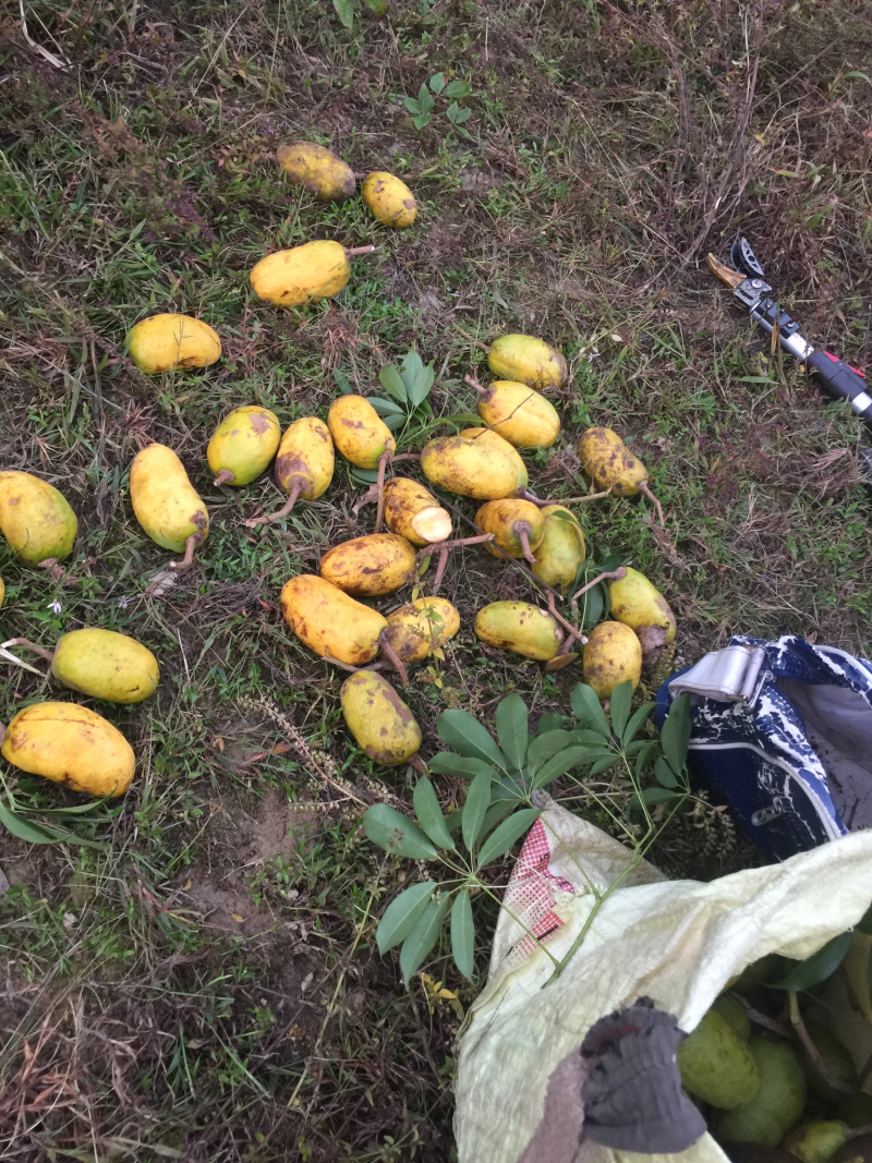 牛卵坨