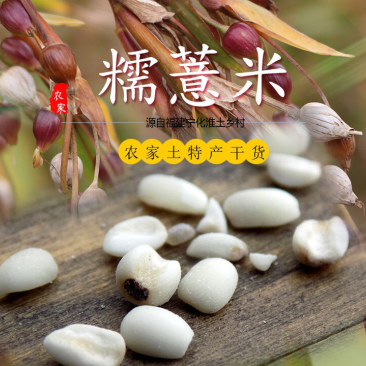 （19年新货)宁化糯薏米