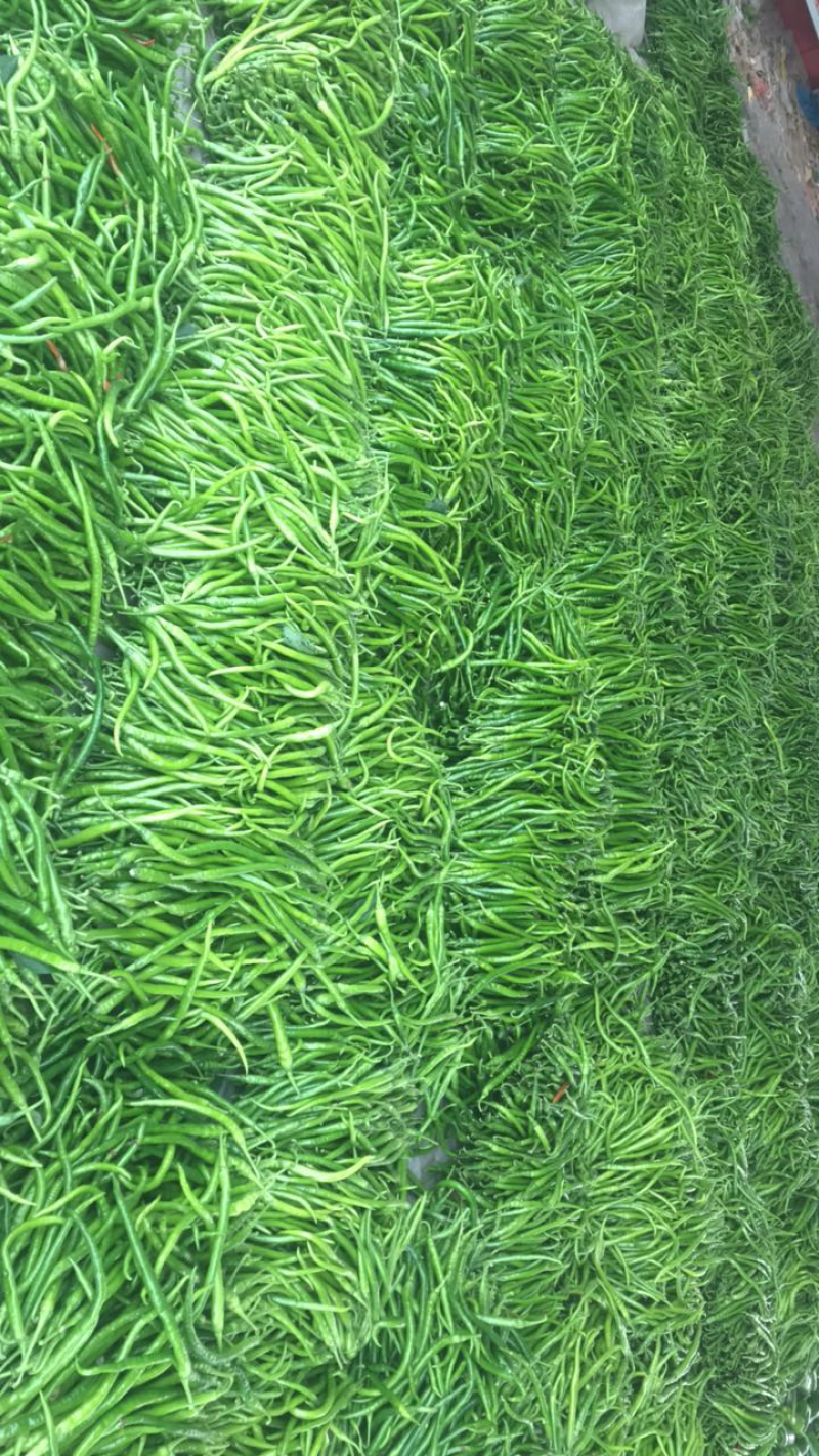 精品线椒‼️大量上市中‼️需要的老板联系我‼️