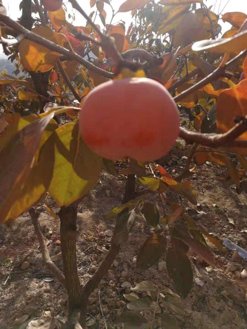 阳丰甜柿子苗基地直销品种纯期待与亲的合作来电