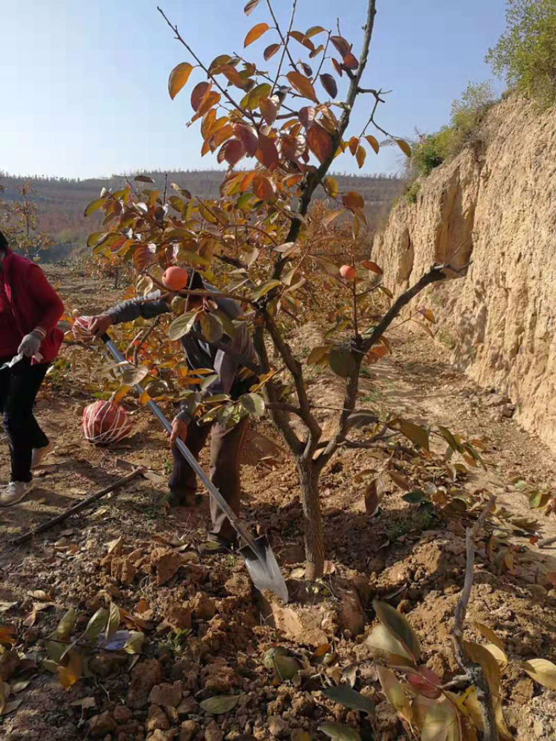 阳丰甜柿子苗基地直销品种纯期待与亲的合作来电