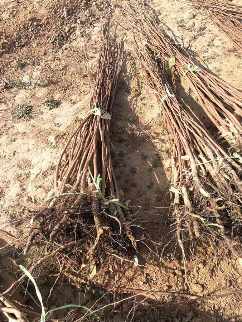 阳丰甜柿子苗基地直销品种纯期待与亲的合作来电