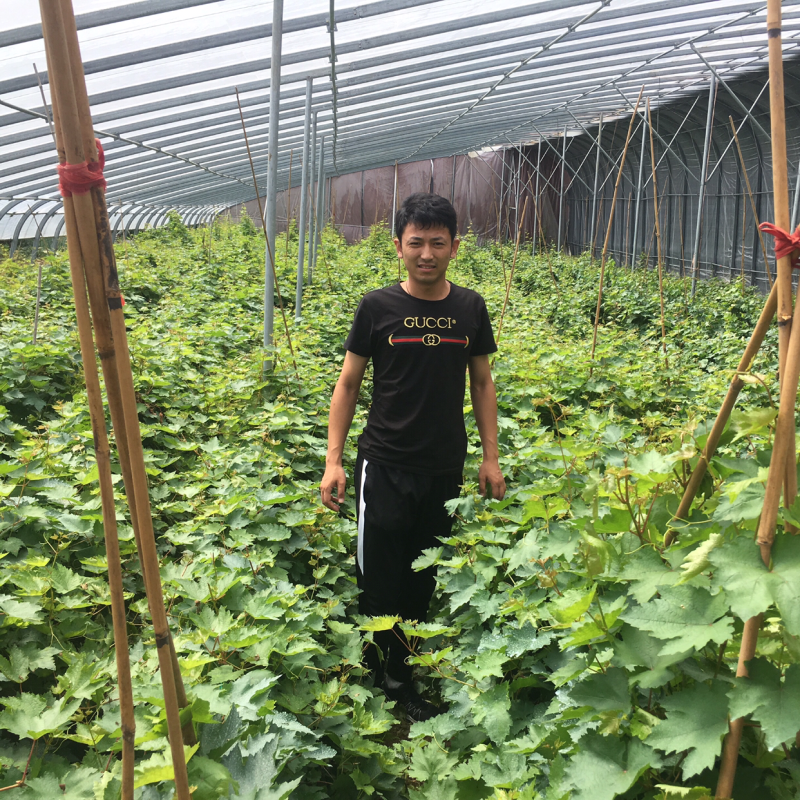 0.5公分甜蜜宝石蓝葡萄苗
