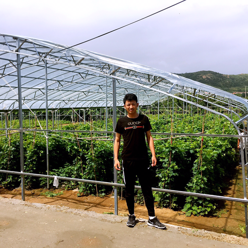 0.5公分甜蜜宝石蓝葡萄苗
