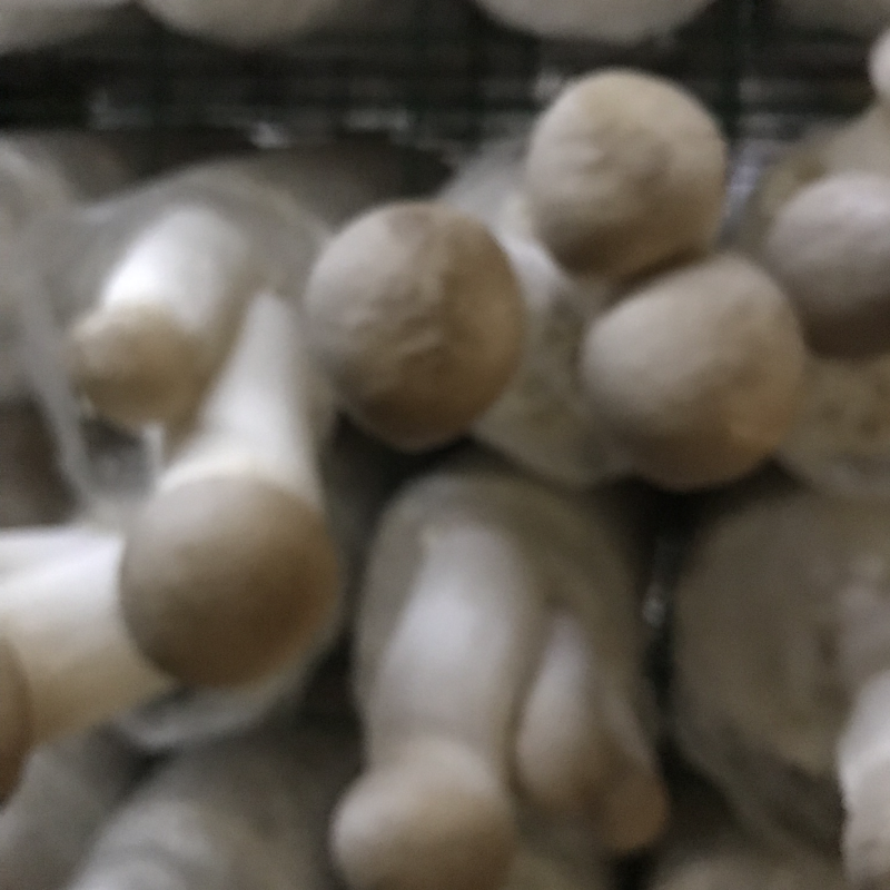 菌包出售