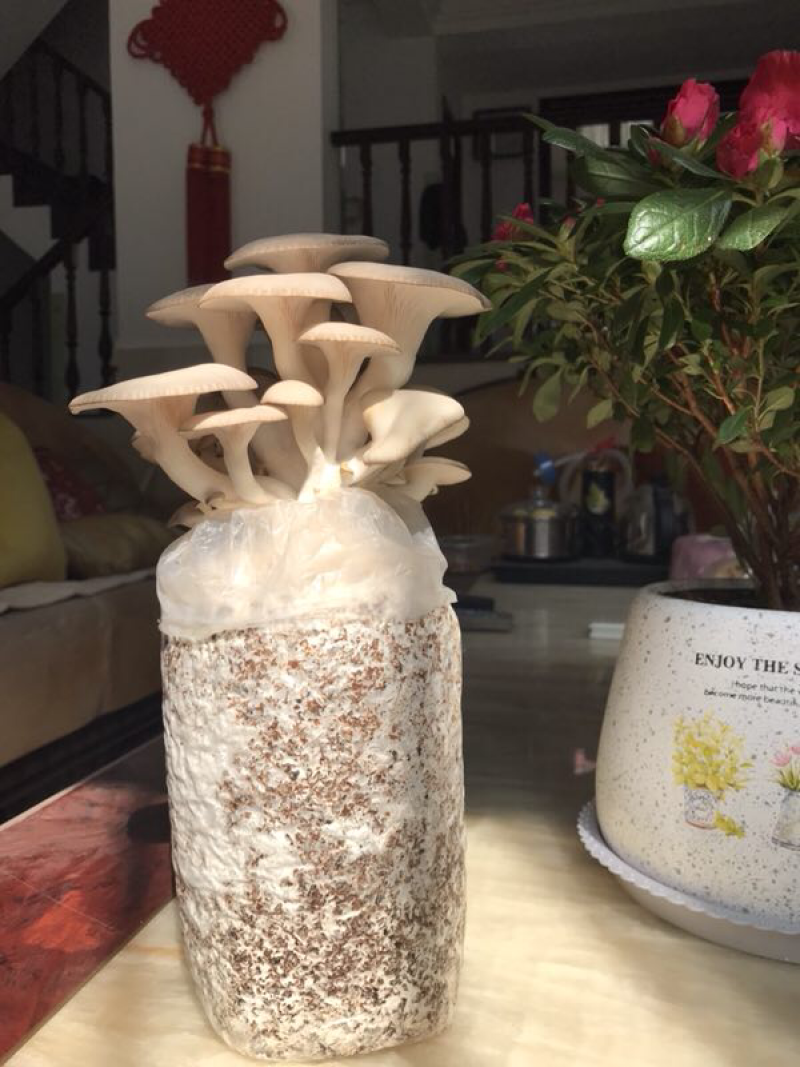 菌包出售
