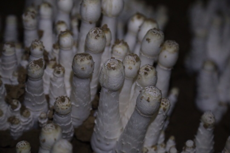 菌包出售