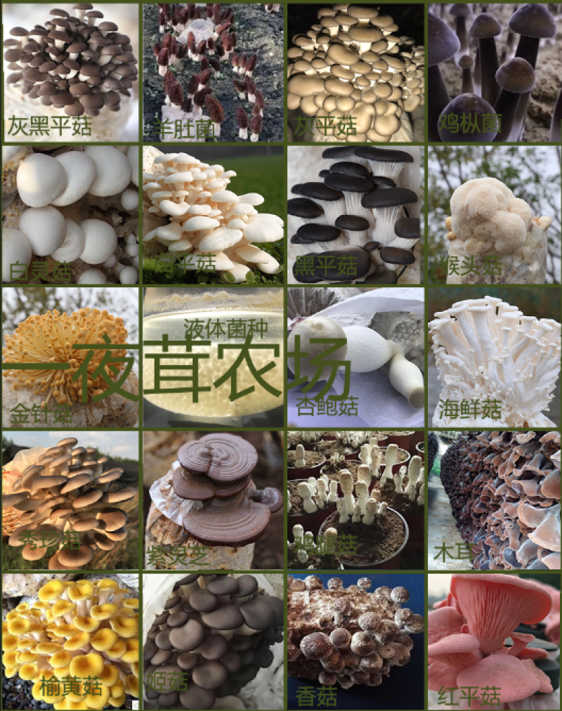 菌包出售