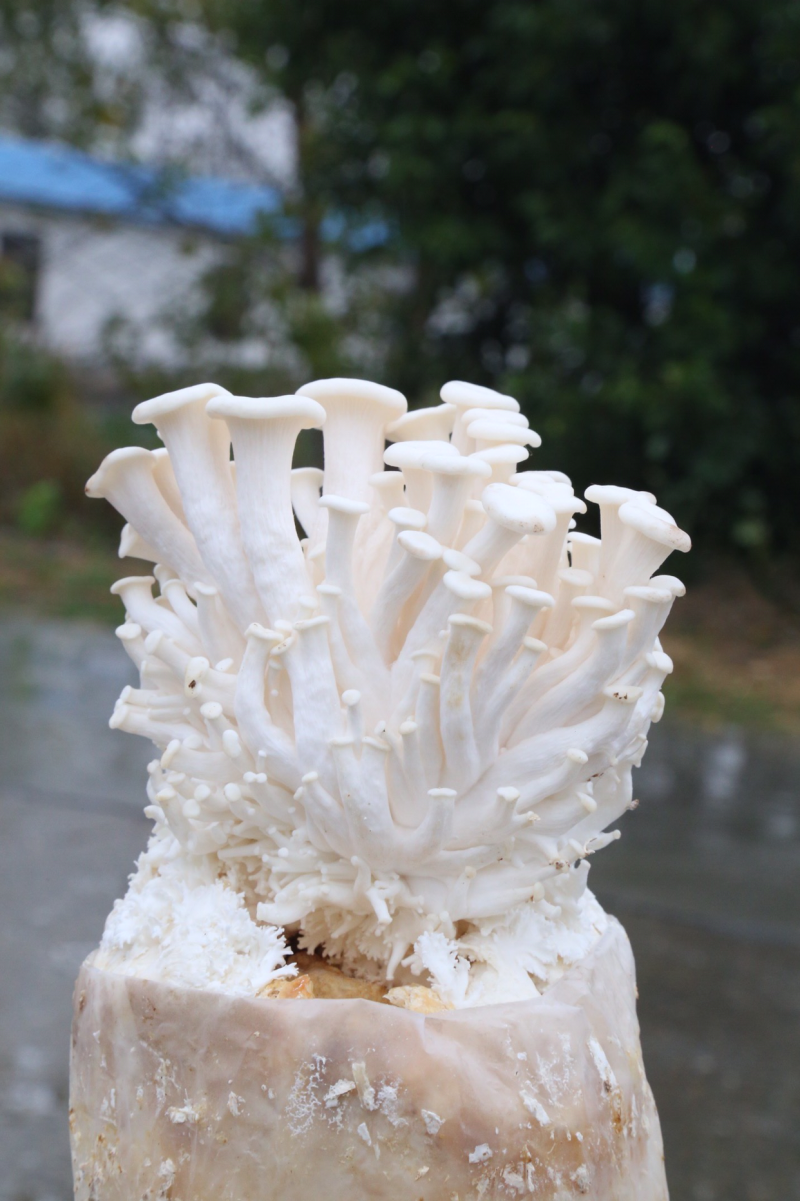菌包出售