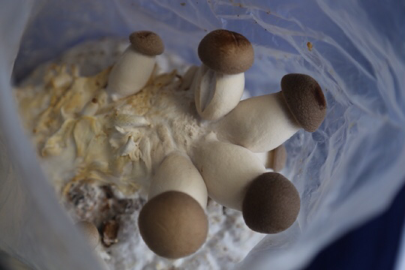 菌包菌种