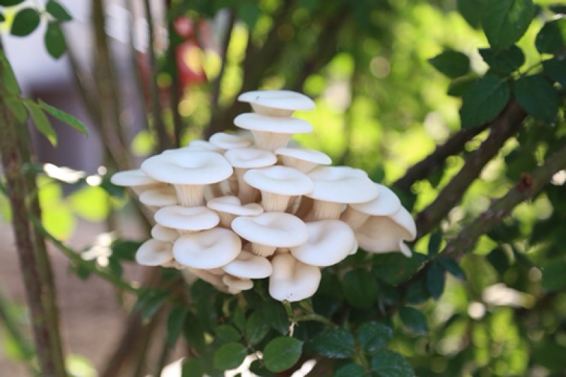 菌包菌种