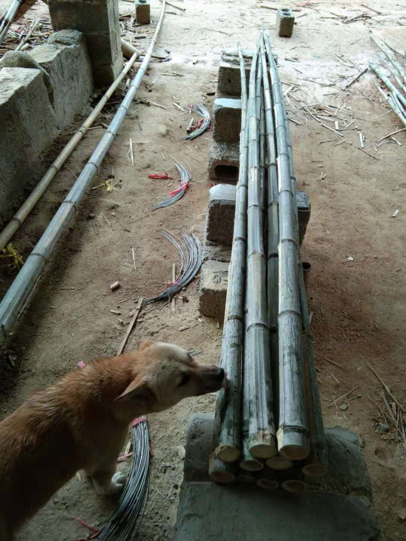 竹杆