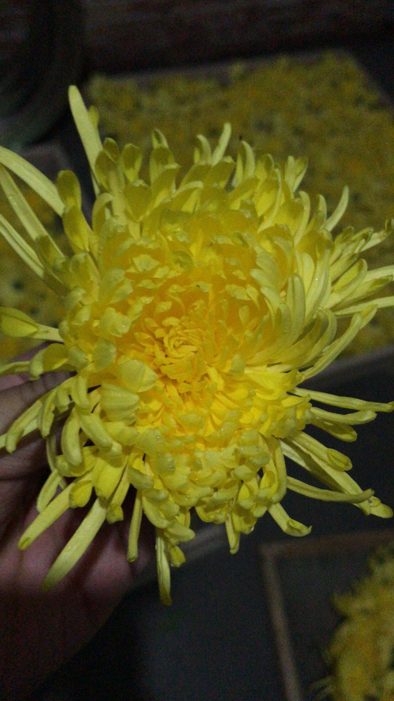 金丝皇菊