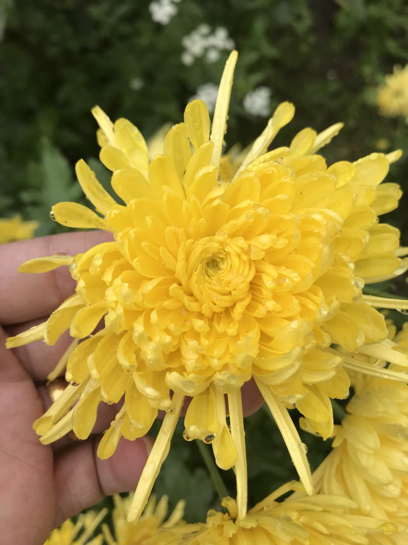 金丝皇菊