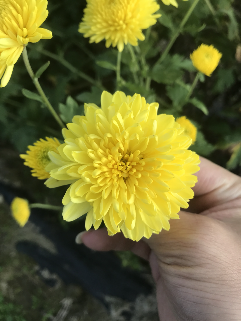 金丝皇菊