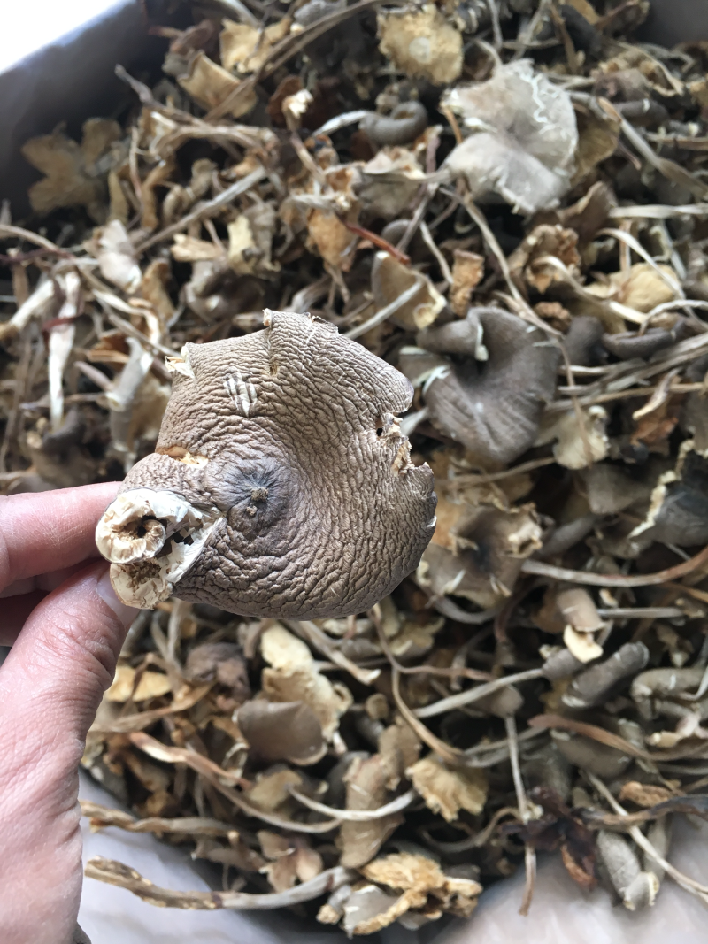 鸡枞菌野生黑皮小鸡纵菌，小火把鸡枞