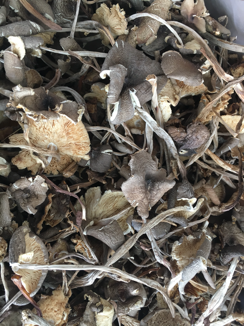 鸡枞菌野生黑皮小鸡纵菌，小火把鸡枞