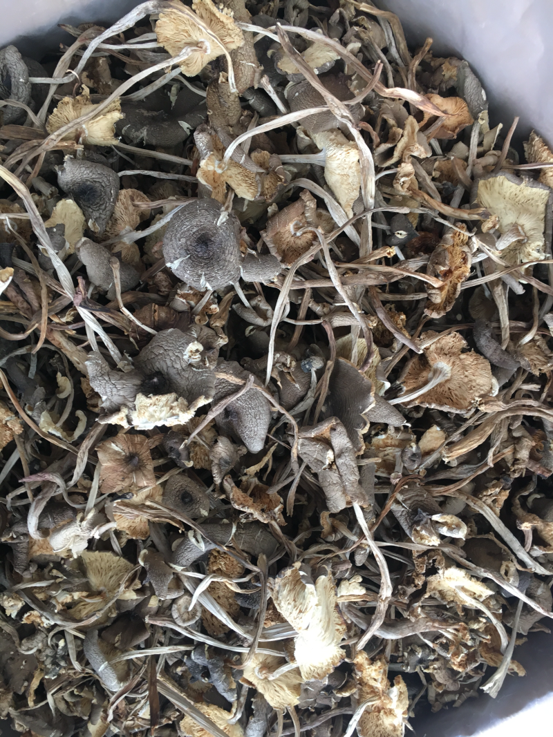 鸡枞菌野生黑皮小鸡纵菌，小火把鸡枞