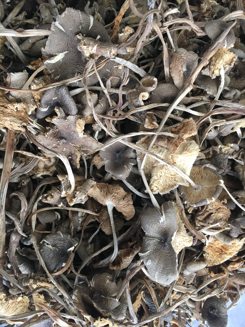 鸡枞菌野生黑皮小鸡纵菌，小火把鸡枞