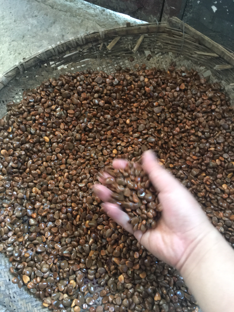 黑老虎种子