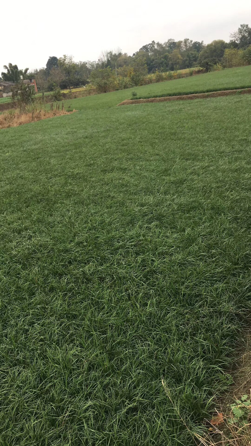 麦冬草