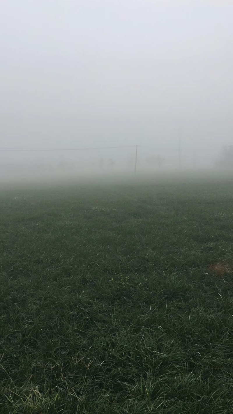 麦冬草